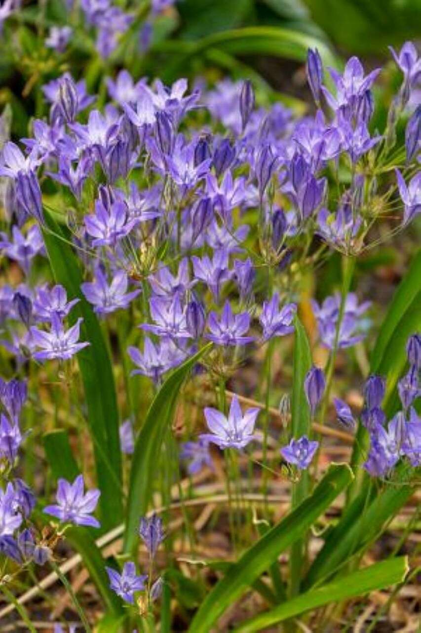 Queen Fabiola Brodiaea - 15 Bulbs 5/6cm - Triteleia - Starflowers